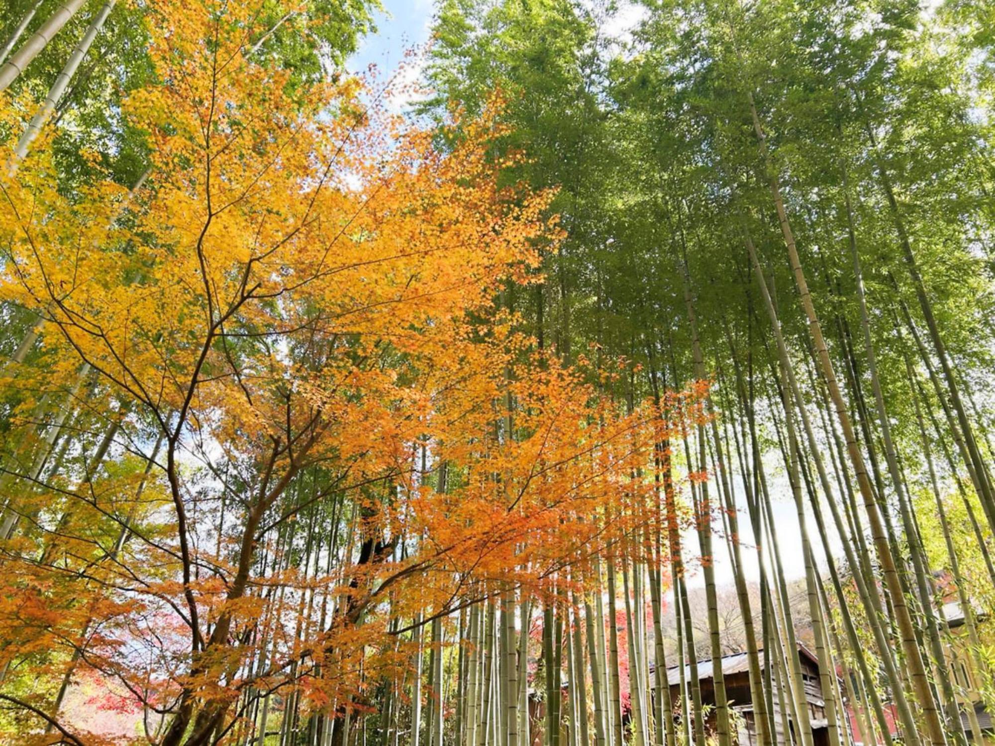 Shuzenji Onsen Hotel Takitei Изу Екстериор снимка